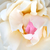 Bela - Angleška vrtnica - White Mary Rose